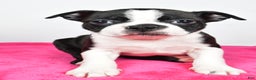 Boston Terrier dogs for sale: Lucy - Ad 1