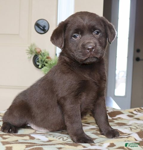 Labrador Retriever dogs for sale: Harper - Champ lines - Ad 4