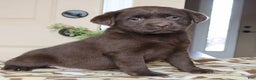 Labrador Retriever dogs for sale: Harper - Champ lines - Ad 3