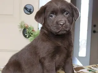 Labrador Retriever dogs Harper - Champ lines - Ad 35