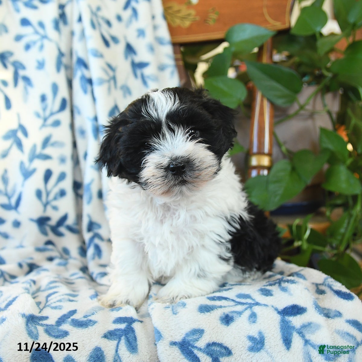 Havanese dogs Clair - Ad 2