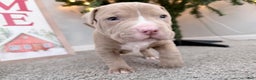 American Pit Bull Terrier dogs for sale: Cash - Ad 2