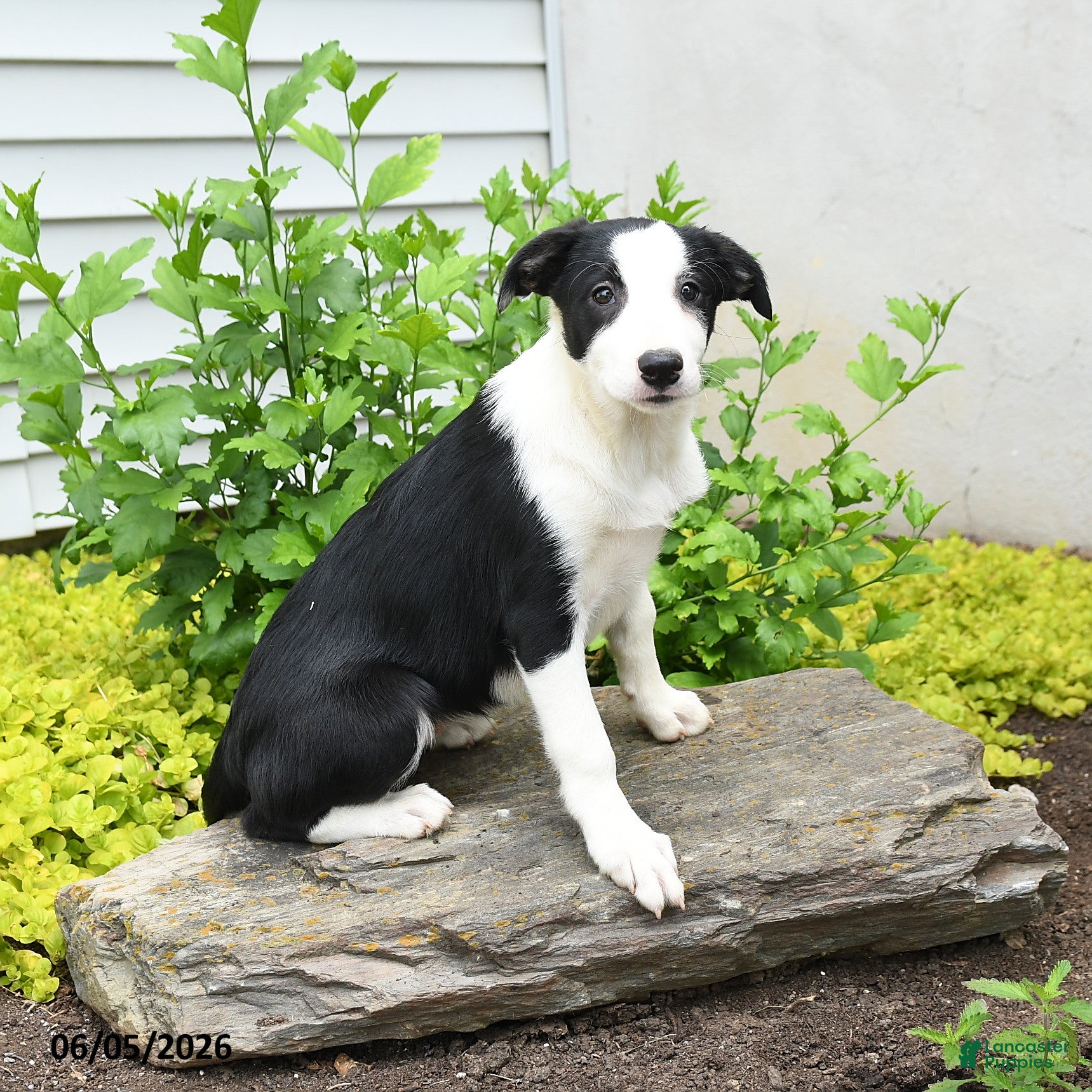 Border Collie dogs Harriet - Ad 1