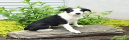 Border Collie dogs for sale: Harriet - Ad 1