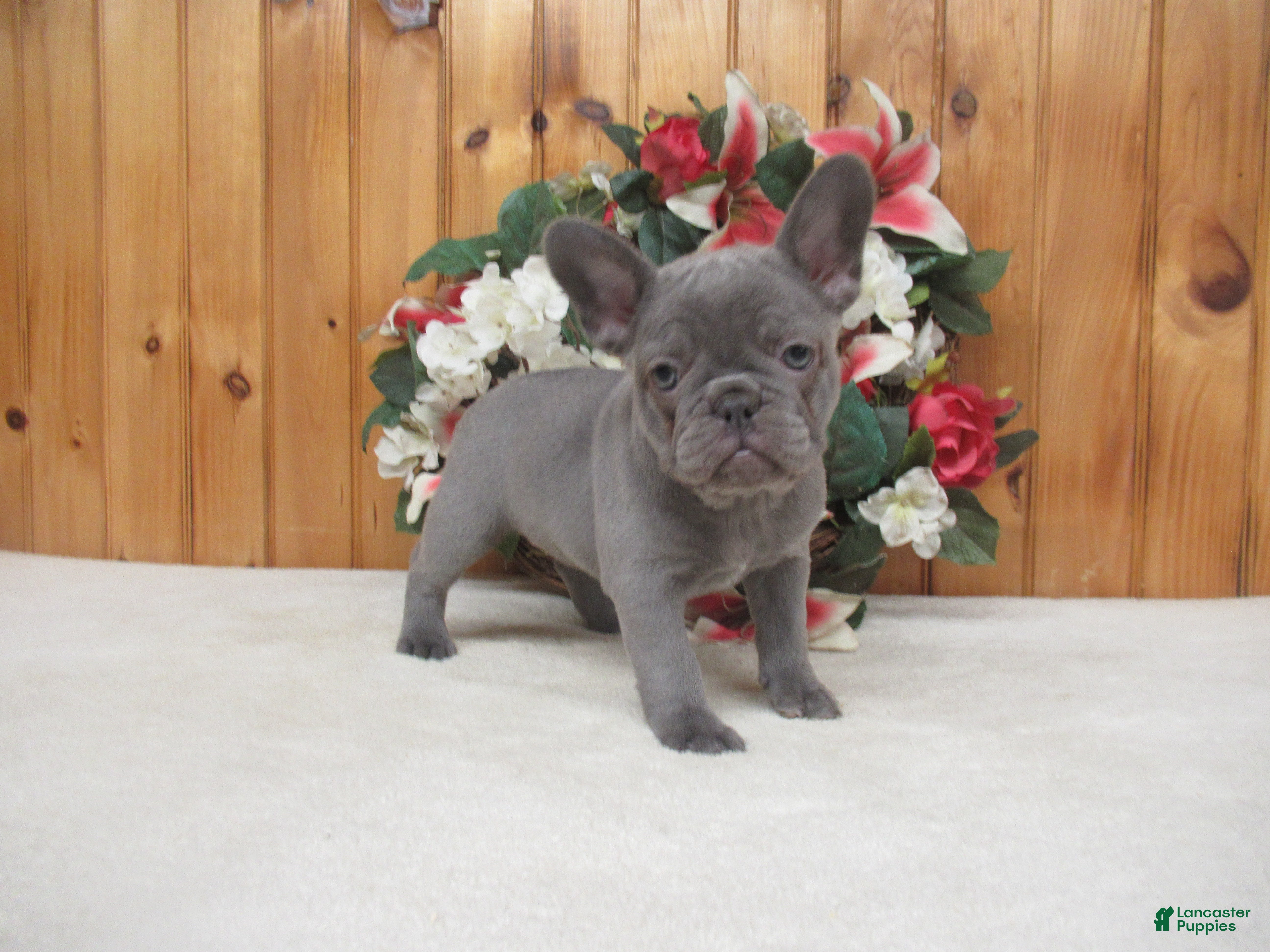 French Bulldog dogs AKC Sage - Ad 13