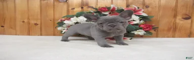 AKC Sage