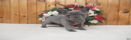 French Bulldog dogs for sale: AKC Sage - Ad 1