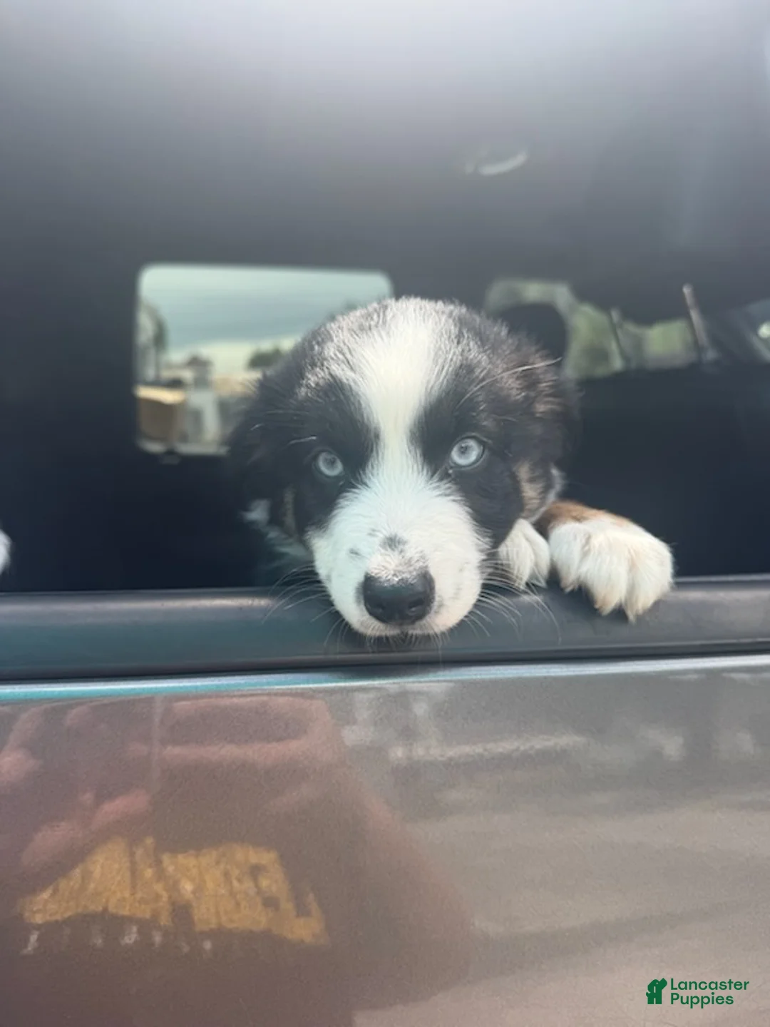 Miniature Australian Shepherd dogs for sale: CADDY- (Pink Collar) - Ad 1