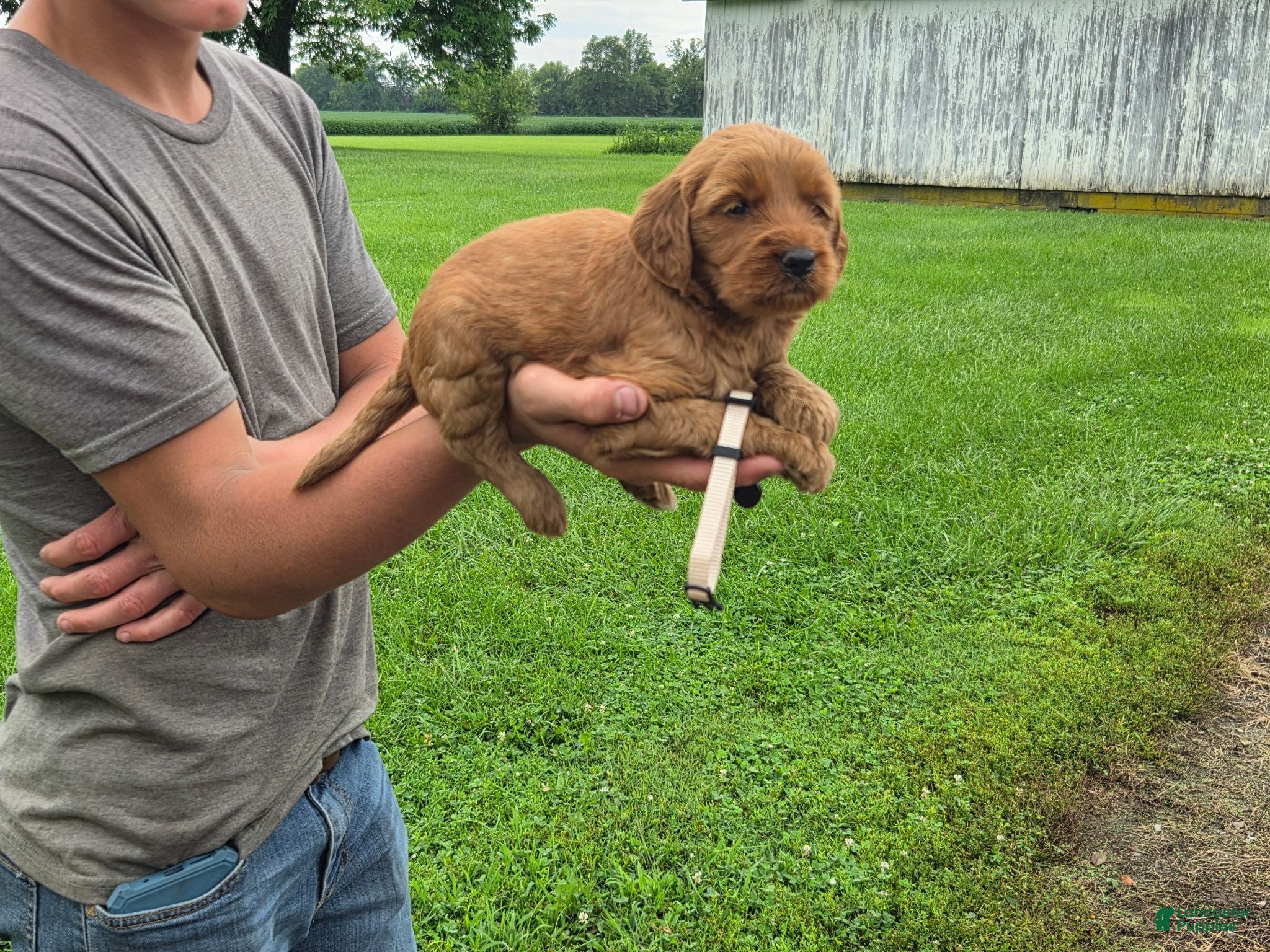 Mixed Breed dogs Nova - Ad 7