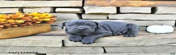 Cane Corso dogs for sale: Cooper - Ad 4