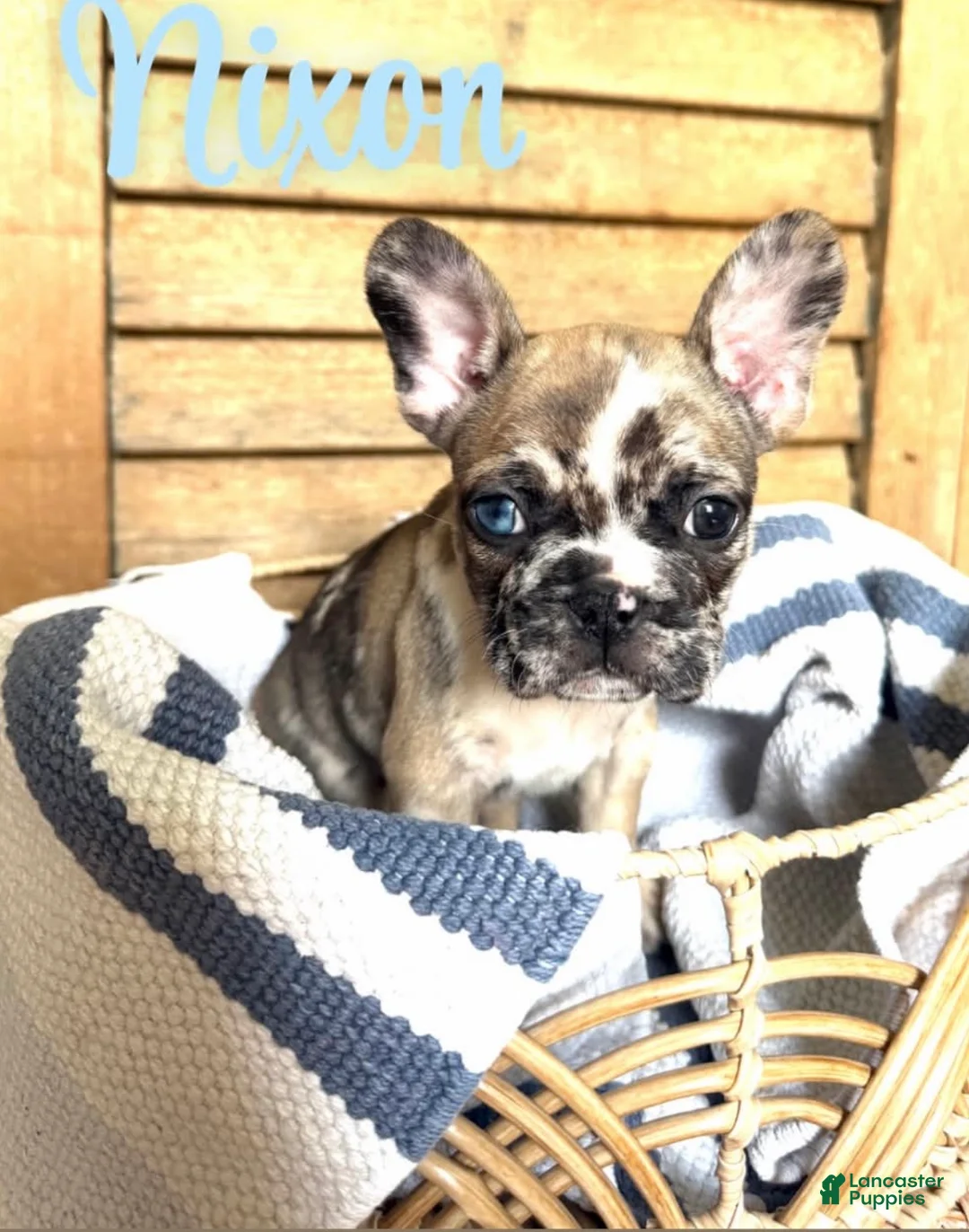 French Bulldog dogs for sale: French Bulldog 2 - Ad 2