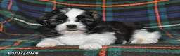 Shih Tzu dogs for sale: Grace - Ad 2