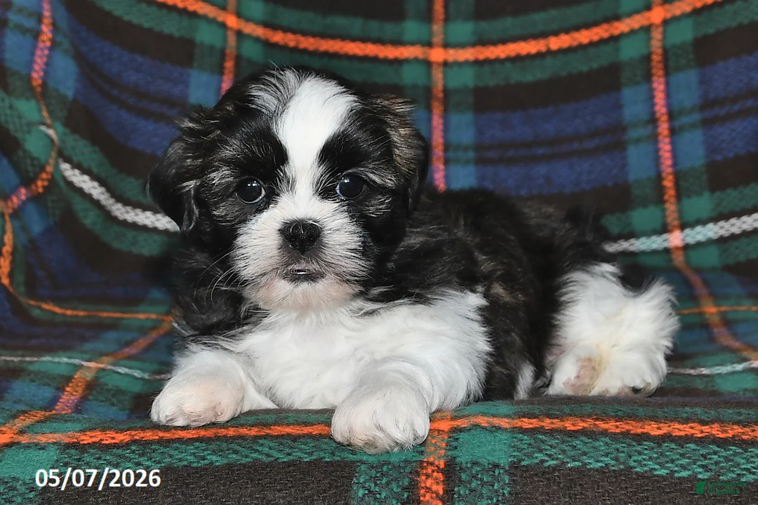 Shih Tzu dogs for sale: Grace - Ad 2