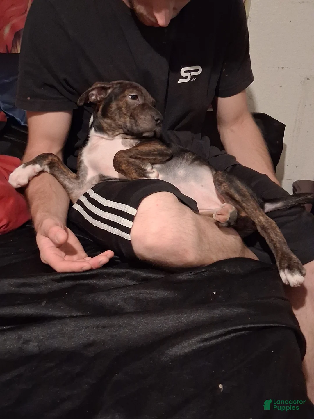 American Pit Bull Terrier dogs for sale: American Pit Bull Terrier 1 - Ad 6