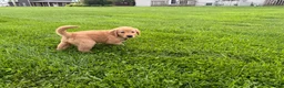 Golden Retriever dogs for sale: Flint - Ad 3