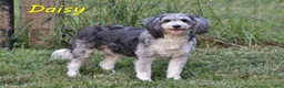 Mini Bernedoodle dogs for sale: Kelsey - Ad 5