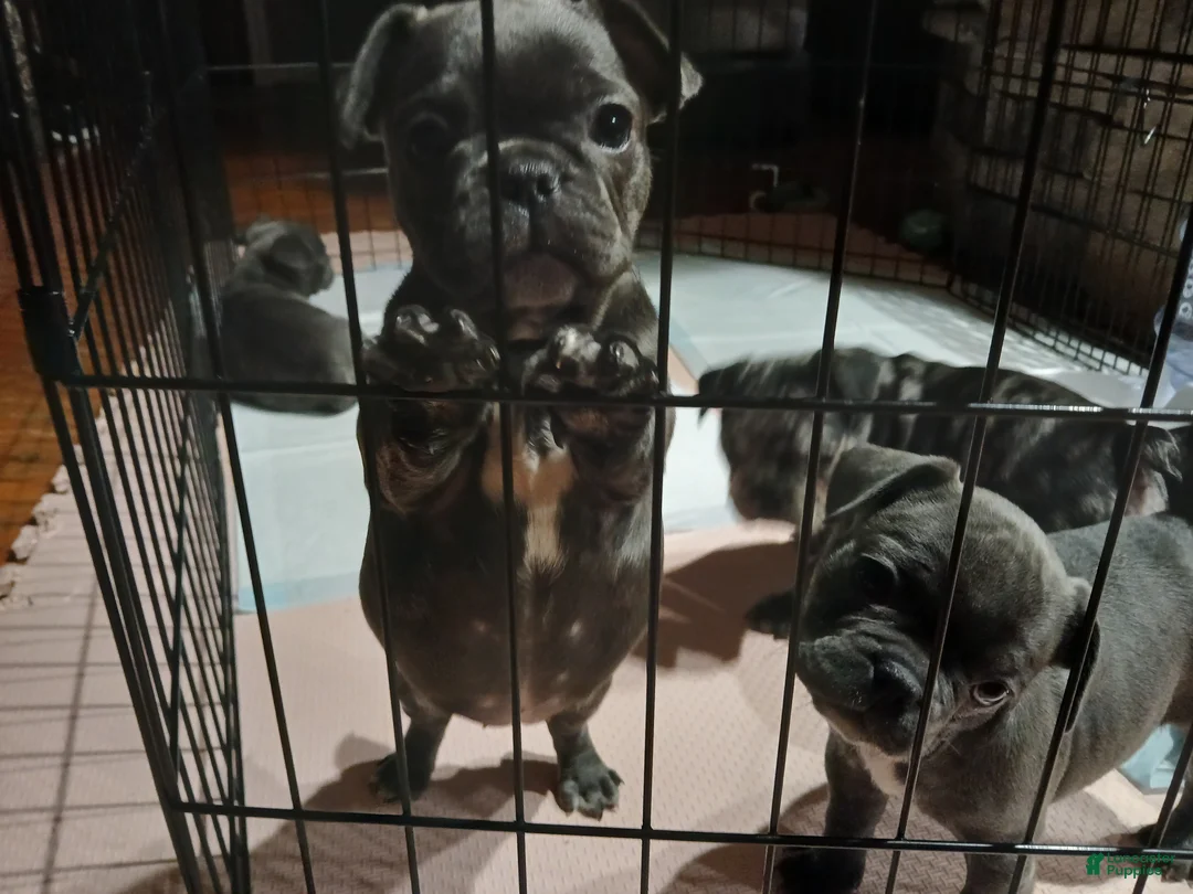 French Bulldog dogs for sale: Lily - Ad 5