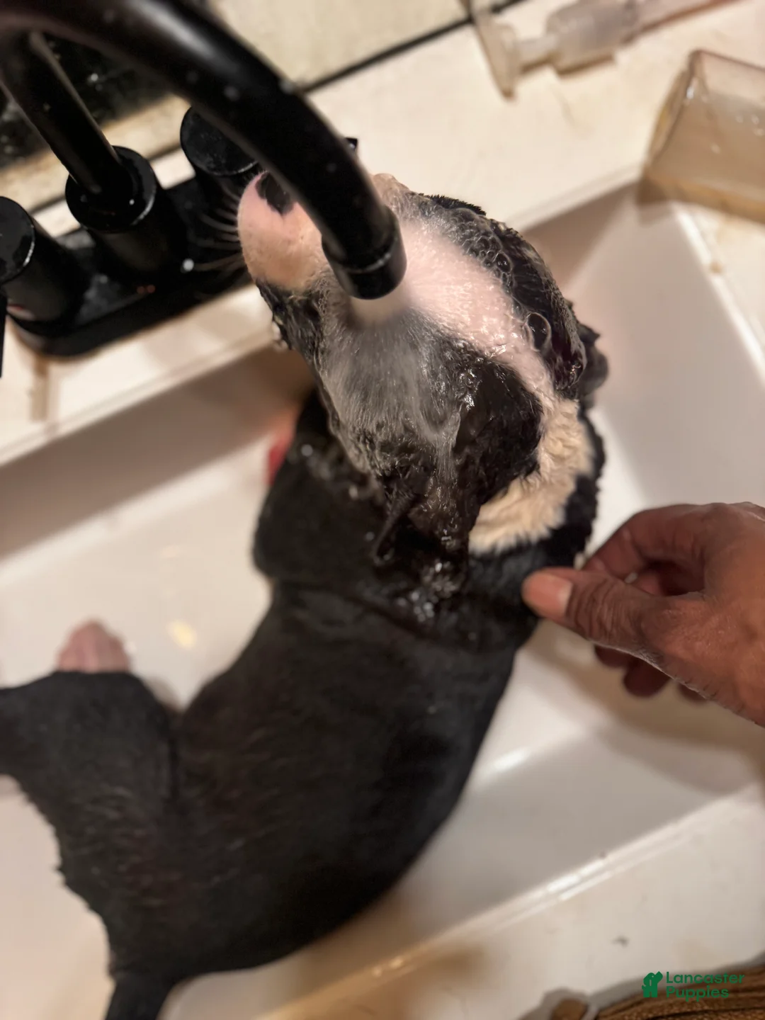 American Bully dogs for sale: American Bully Puppy 1 - Ad 2