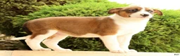 Miniature Australian Shepherd dogs for sale: Boss - Ad 7