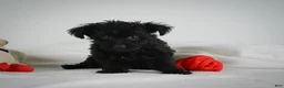 Yorkiepoo dogs for sale: Abby - Ad 4