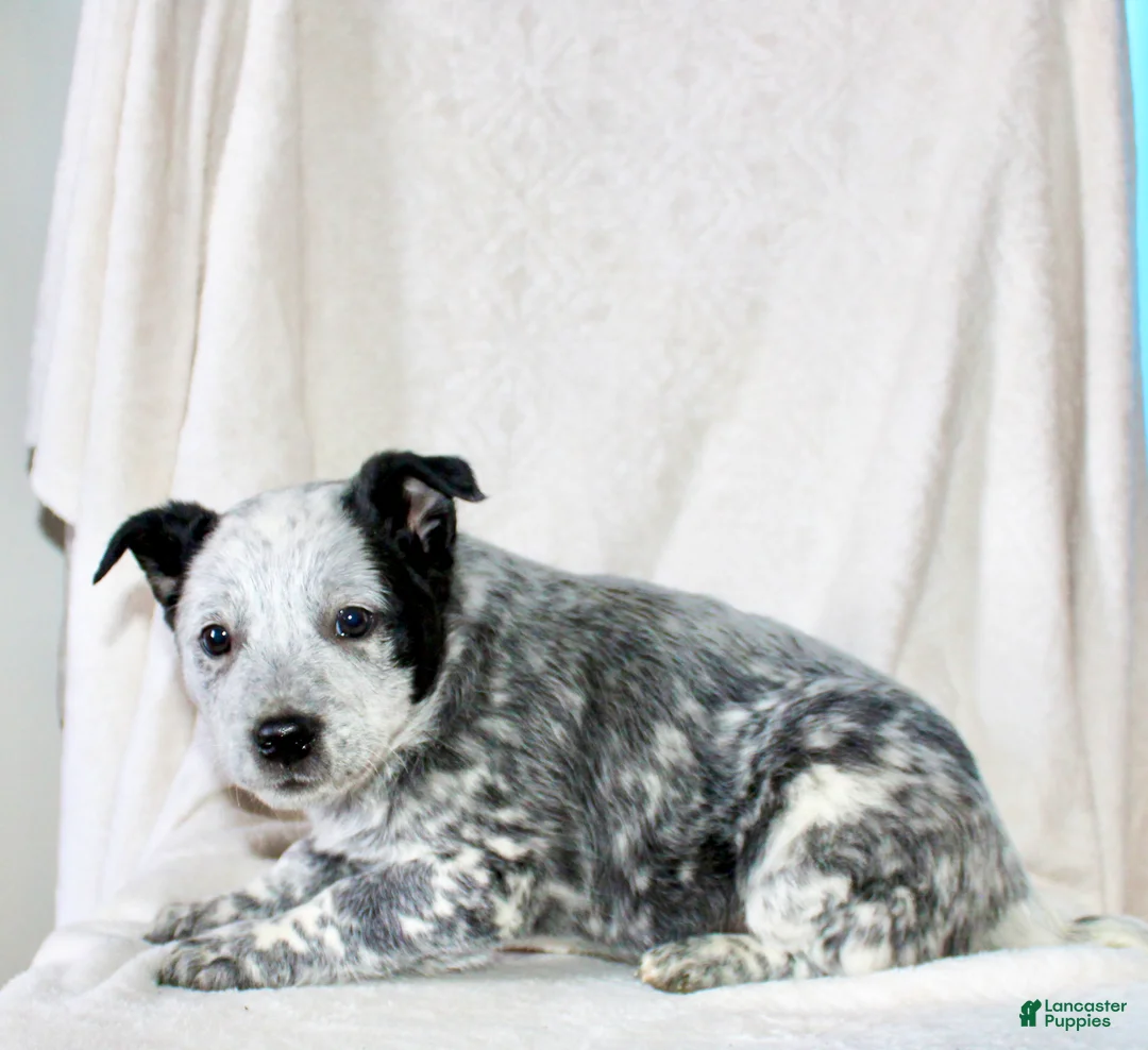 Australian Cattle Dog dogs for sale: Rose - Ad 4