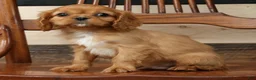 Cavalier King Charles Spaniel dogs for sale: Preston - Ad 6
