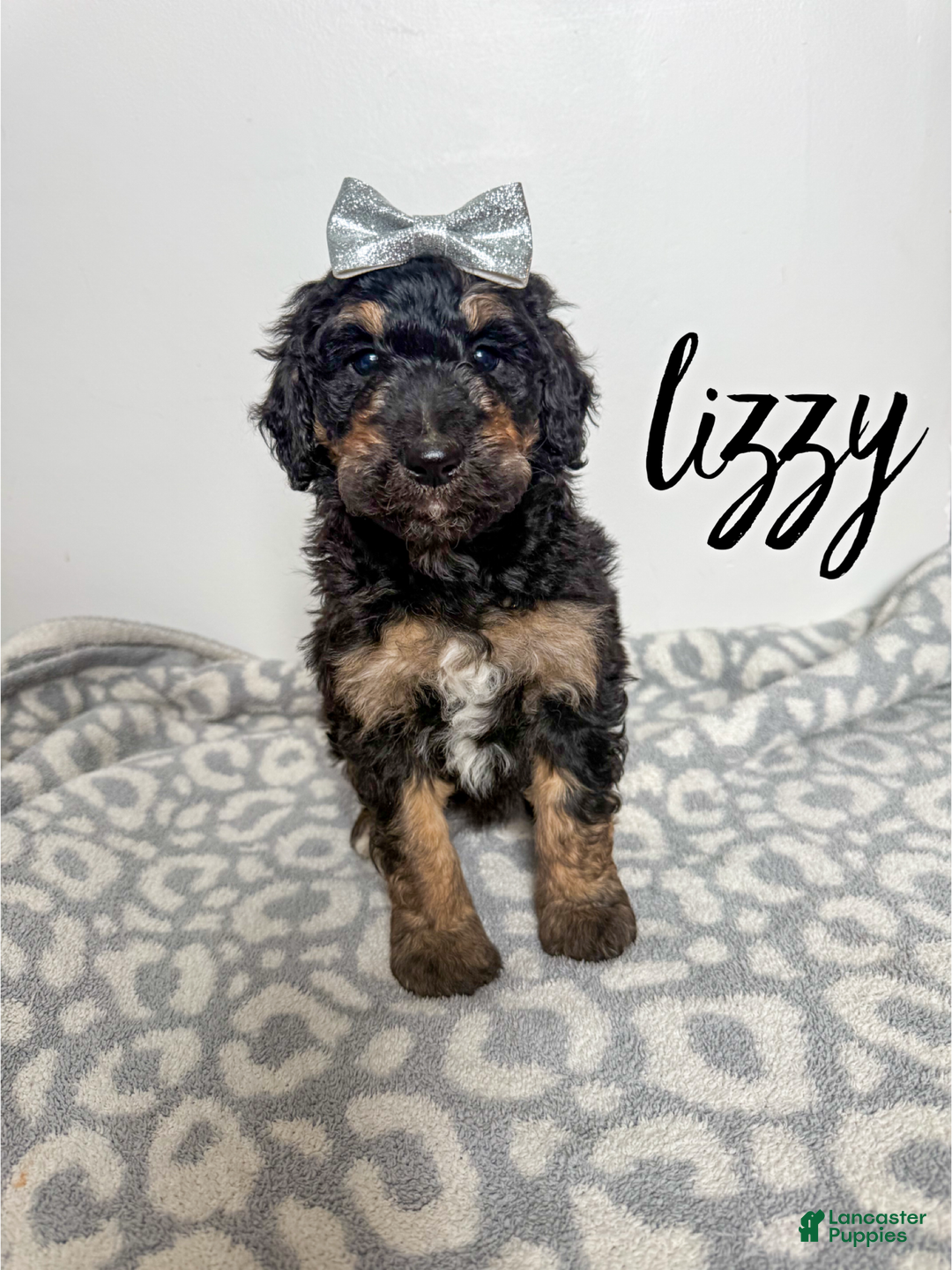 Aussiedoodle dogs for sale: Lizzy - Ad 1