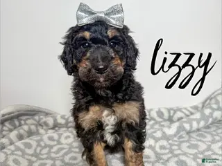 Aussiedoodle dogs Lizzy - Ad 19