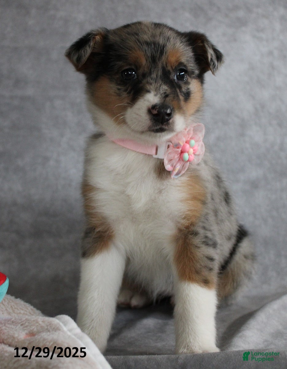Mixed Breed dogs Amelia - Ad 14