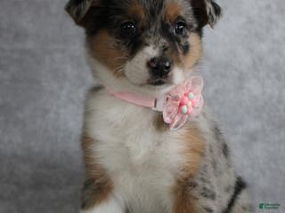 Mixed Breed dogs Amelia - Ad 16