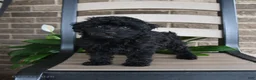 Havapoo dogs for sale: Aria - Ad 2