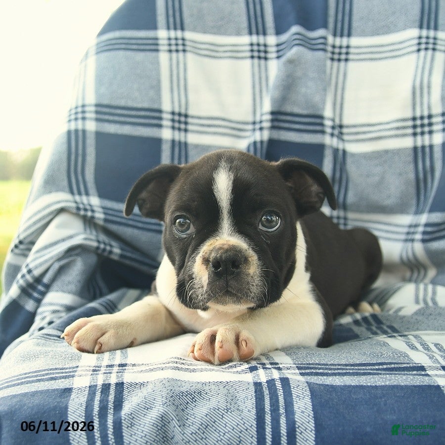Boston Terrier dogs Flash  - Ad 2