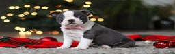 Boston Terrier dogs for sale: Missy - Ad 6