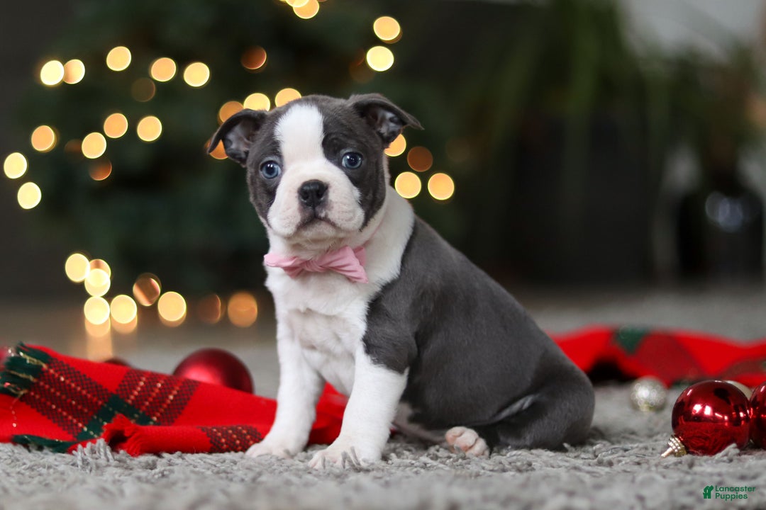 Boston Terrier dogs for sale: Missy - Ad 6