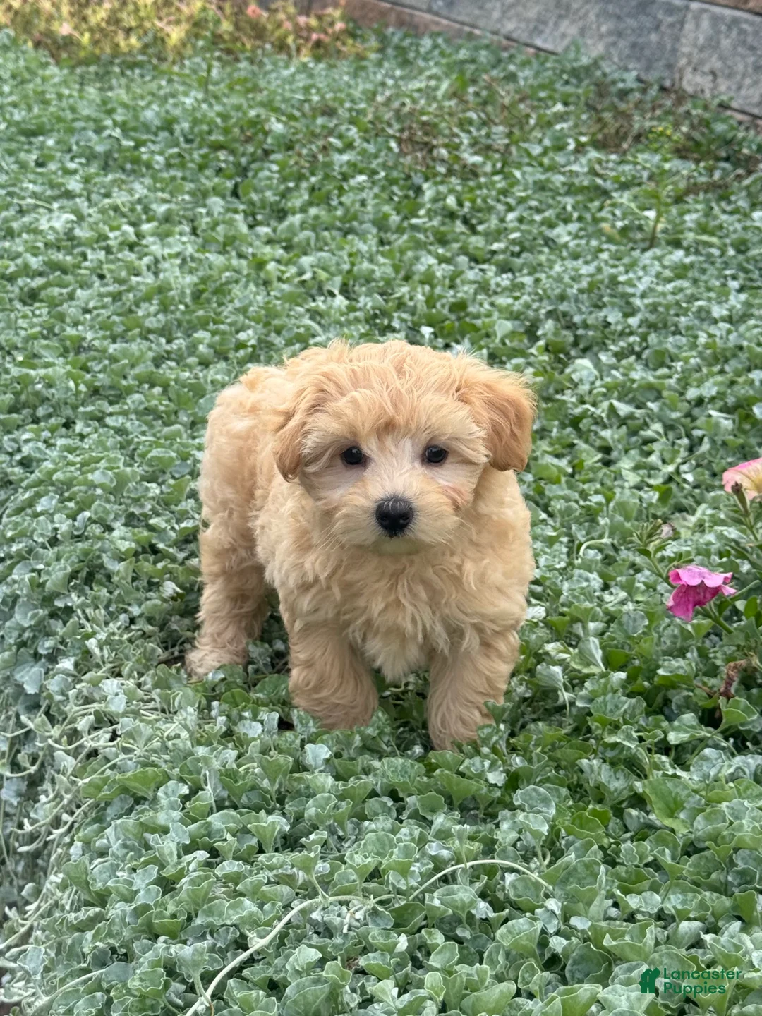 Maltipoo dogs for sale: Murphy - Ad 1