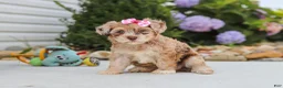 Havapoo dogs for sale: Chloe - Ad 10