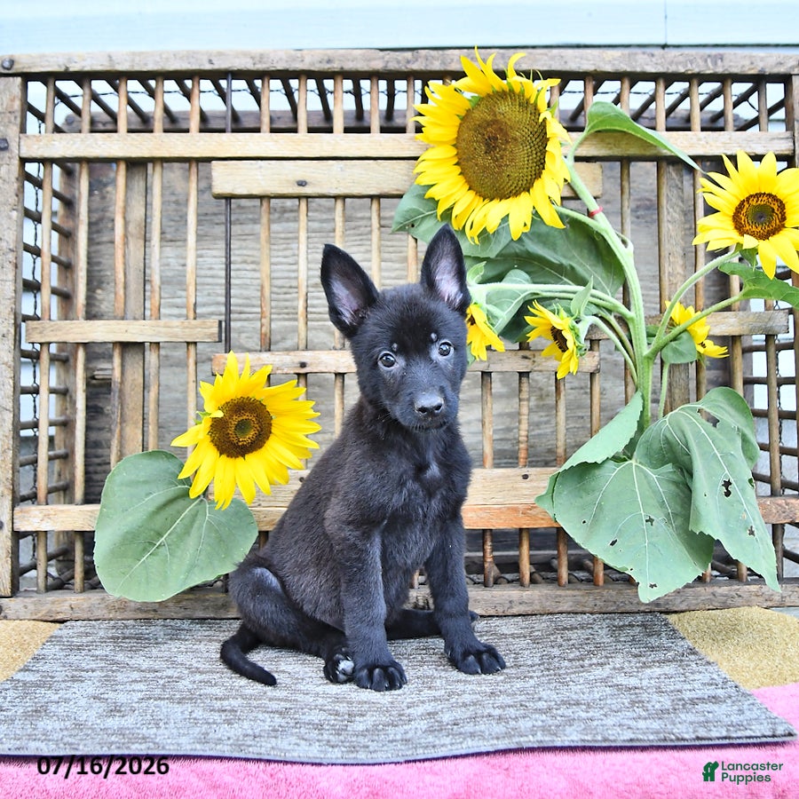 Mixed Breed dogs Alice - Ad 2
