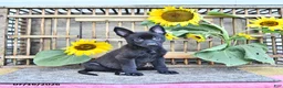 Mixed Breed dogs for sale: Alice - Ad 2