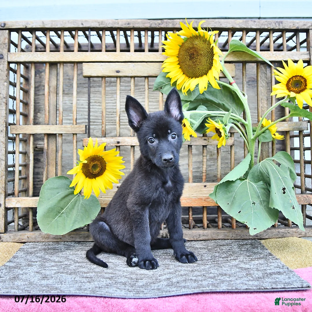 Mixed Breed dogs for sale: Alice - Ad 2