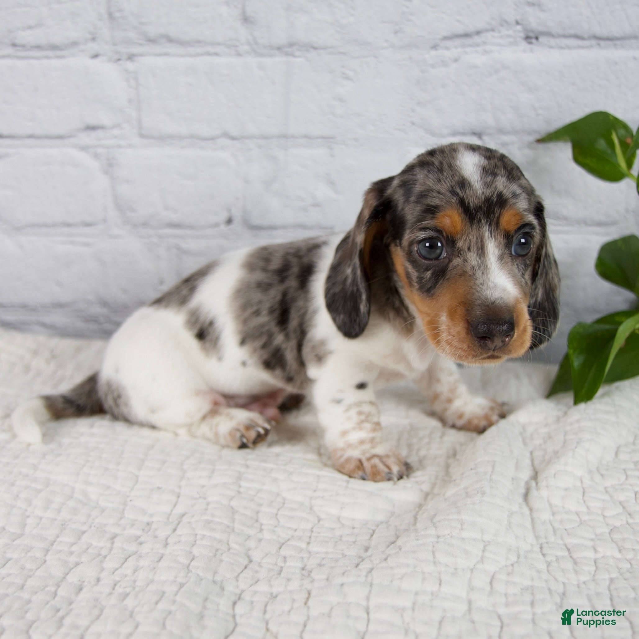 Miniature Dachshund dogs Hans - Ad 2