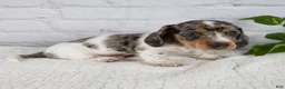 Miniature Dachshund dogs for sale: Hans - Ad 2