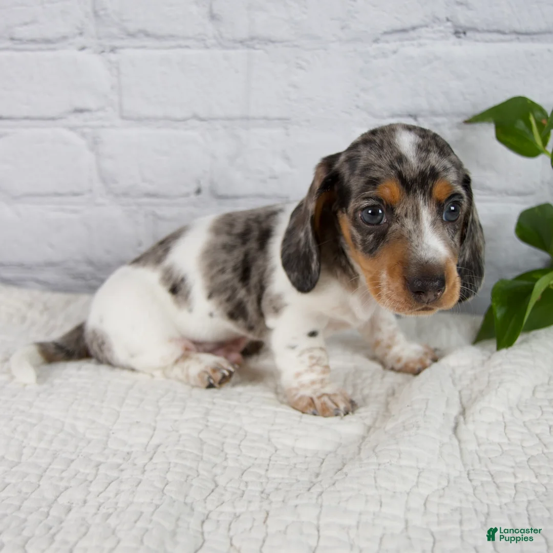 Miniature Dachshund dogs for sale: Hans - Ad 2