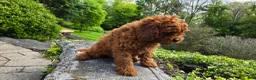 Cavapoo dogs for sale: Henry - Ad 11