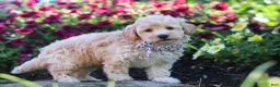 Havapoo dogs for sale: Brodie - Ad 3