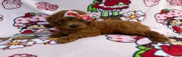 Cavapoo dogs for sale: Bella - Ad 4
