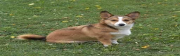 Welsh Corgi Pembroke dogs for sale: Ava - Ad 8