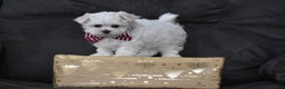 Maltese dogs for sale: Scamp - Ad 4