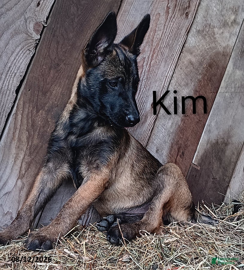 Belgian Malinois dogs Kim - Ad 1