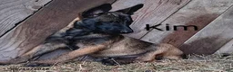 Belgian Malinois dogs for sale: Kim - Ad 1