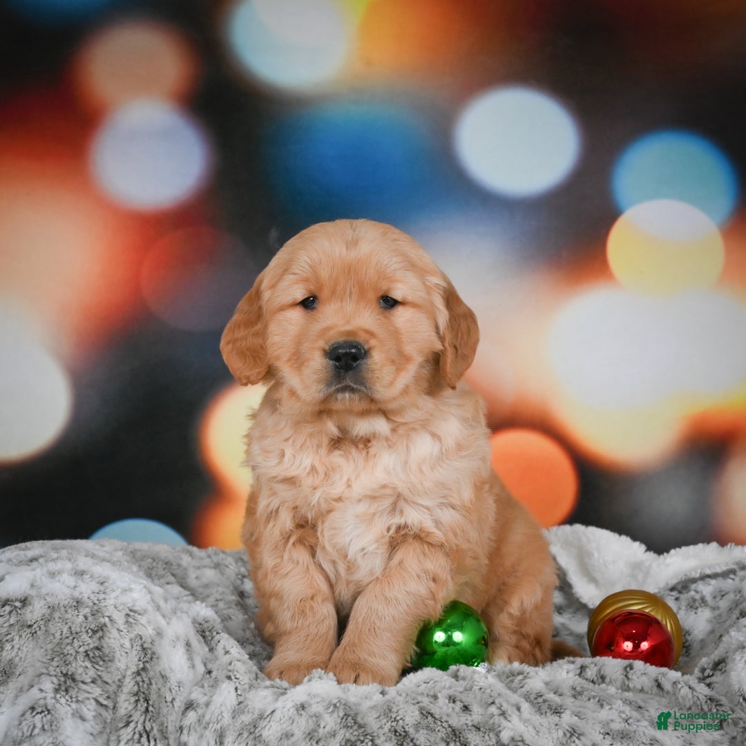 Golden Retriever dogs for sale: Charlie - Ad 5